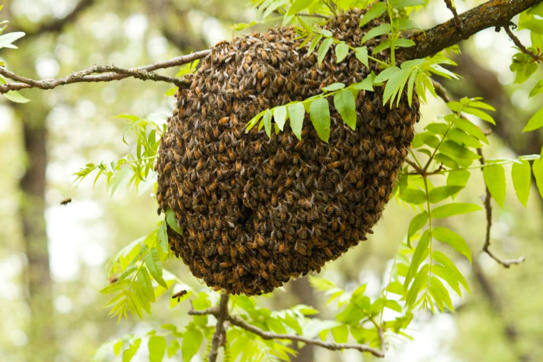 Bee-Swarm-bijen-braziliaanse-