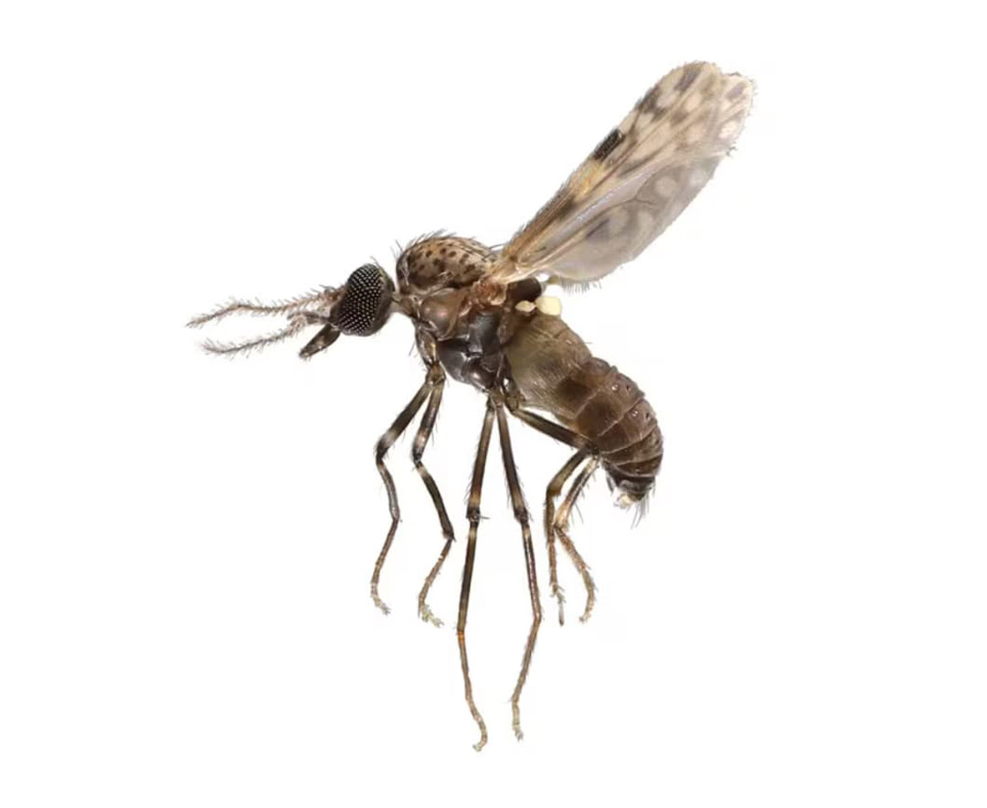 Read more about the article Suriname moet zich voorbereiden op Oropouche-virus