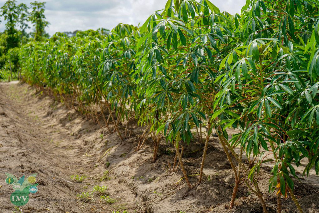 Read more about the article LVV waarschuwt voor cassaveziekte ‘heksenbezem’