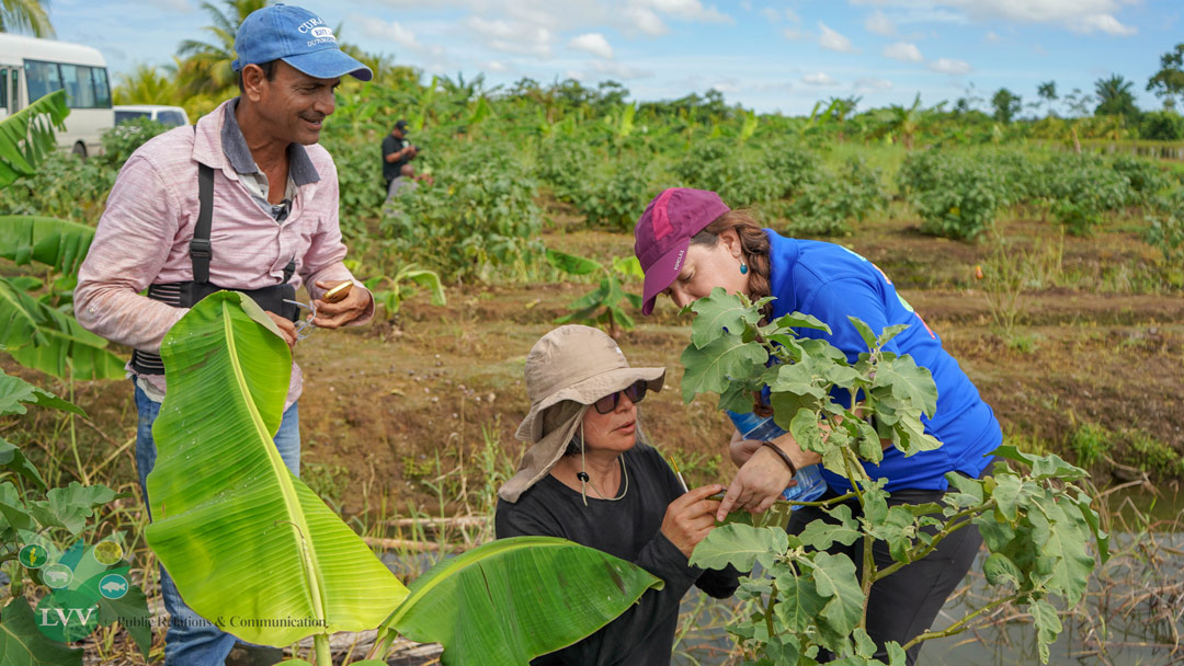 Read more about the article Internationale experts ondersteunen LVV bij aanpak insectenplagen