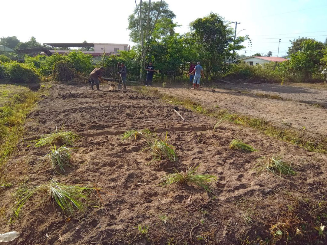 Read more about the article LVV-ressort Wanica beschikt over demonstratiepaneel met grasvariëteiten