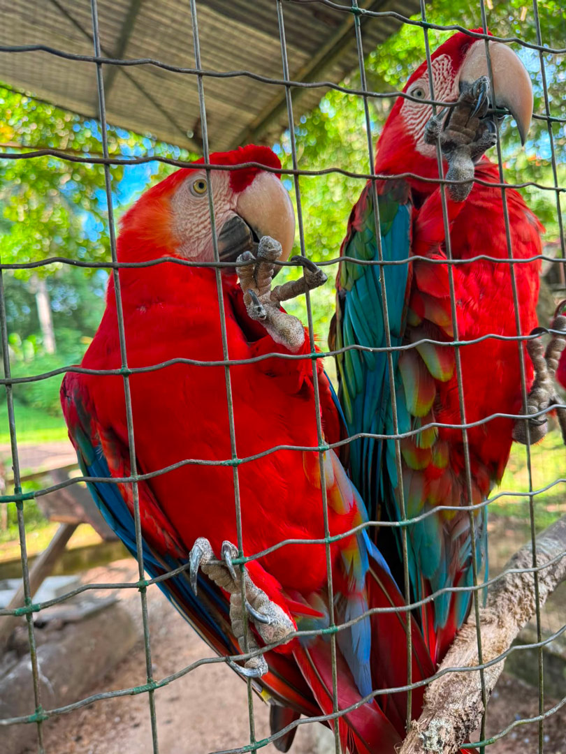 paramaribo-zoo-raaf-amazon